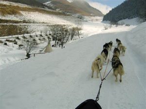 Trainau a chiens