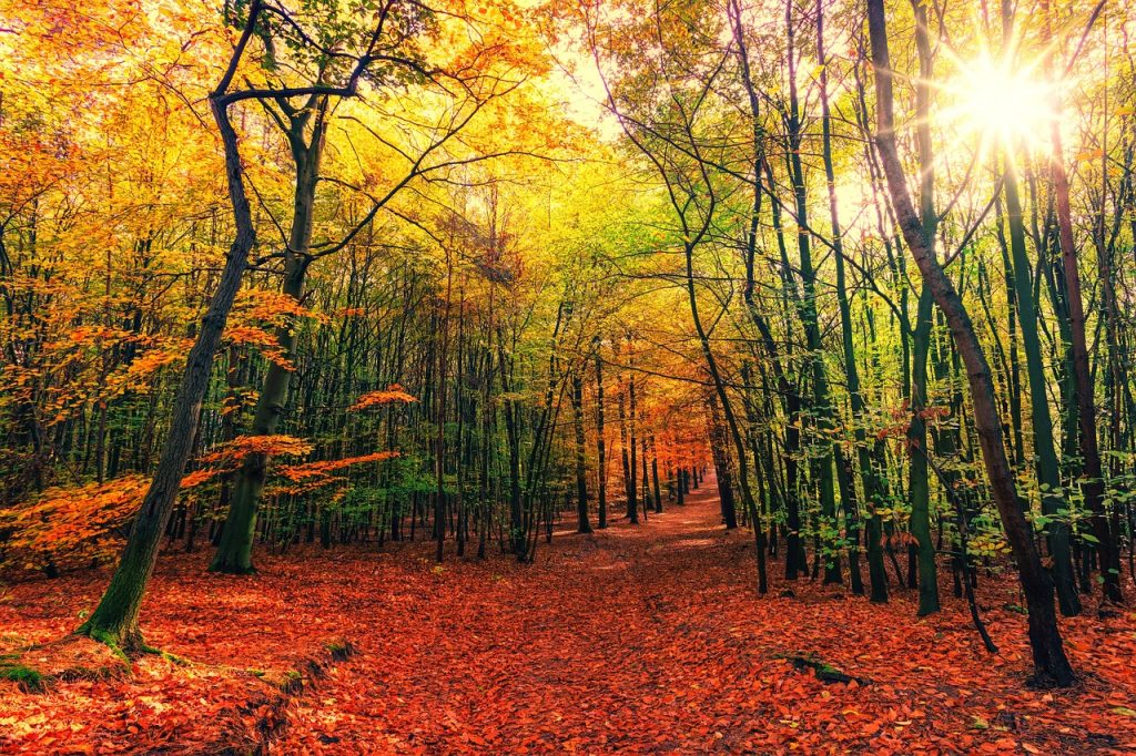 Automne Quebec